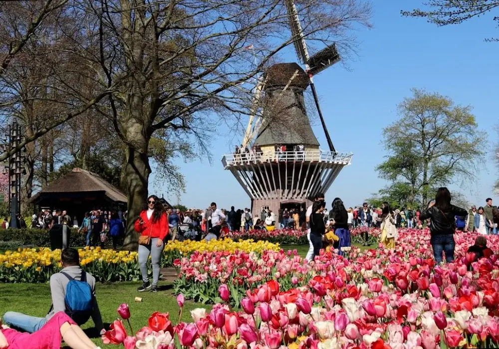 Najlepszy czas na wizytę w Keukenhof: uniknij tłumów i zobacz tulipany w pełni kwitnienia