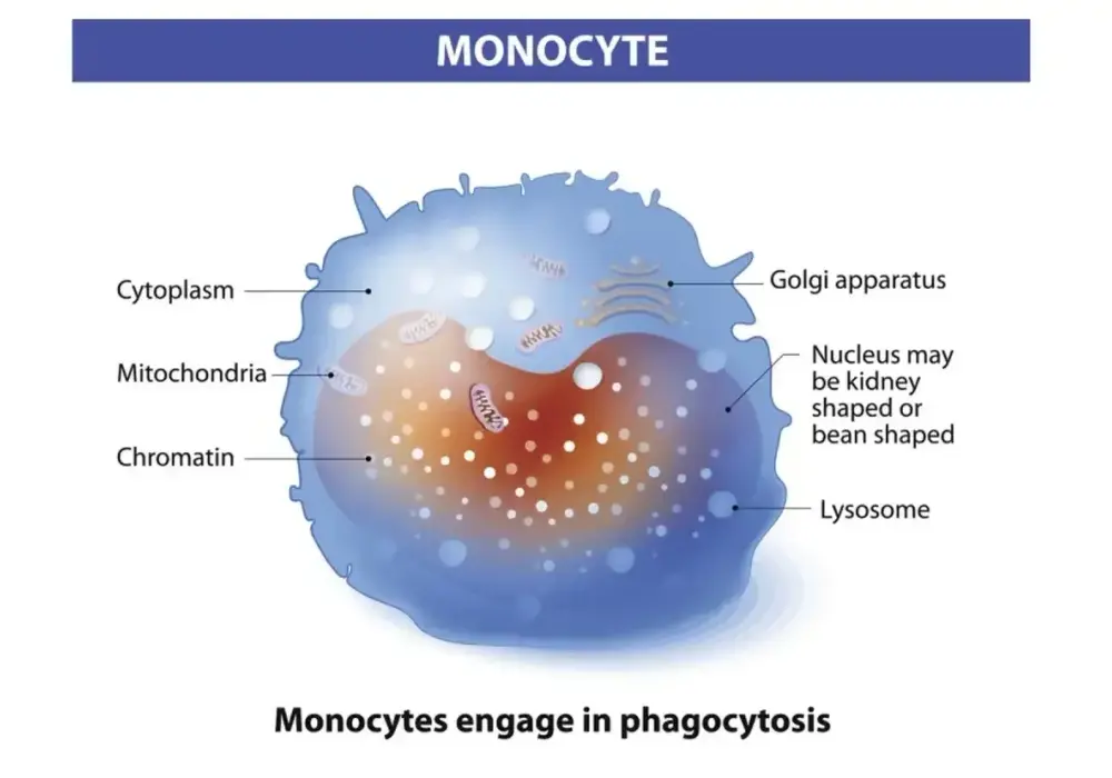 Monocyty lekko podwyższone - Czy to powód do niepokoju?