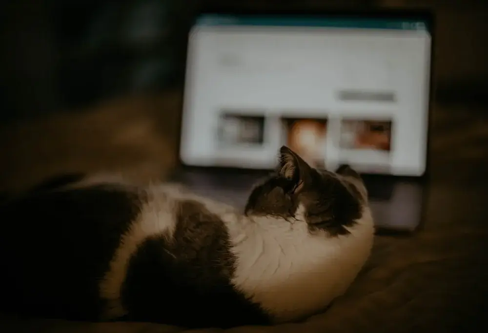 Zakup karmy dla kota przez internet