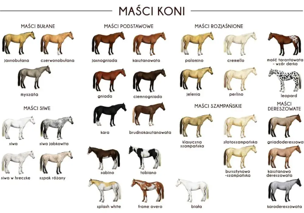 Maści mieszane u koni: Jak rozpoznać srokacza, tarantowatego i deresza?
