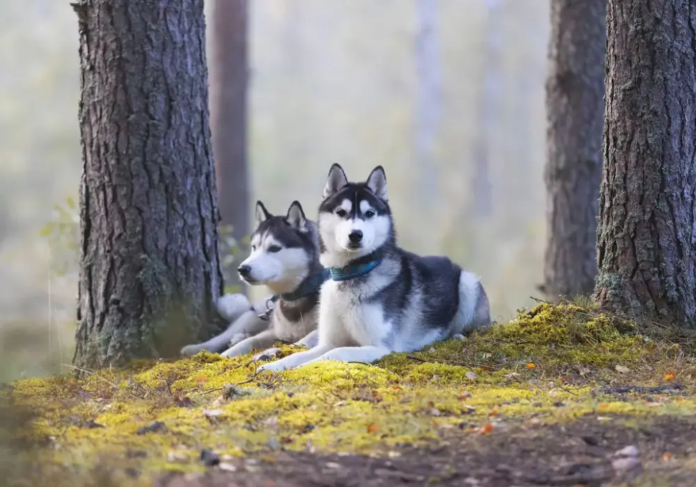 Ile żyje Husky? Kluczowe czynniki wpływające na długość życia psa