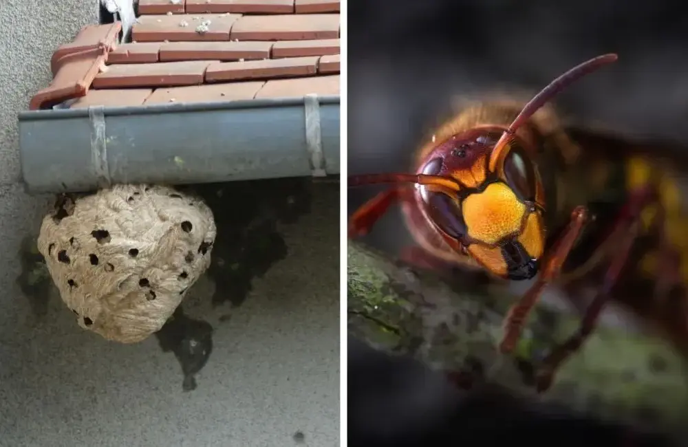 Gdzie zimuje szerszeń i jak uniknąć niebezpieczeństwa w okresie hibernacji
