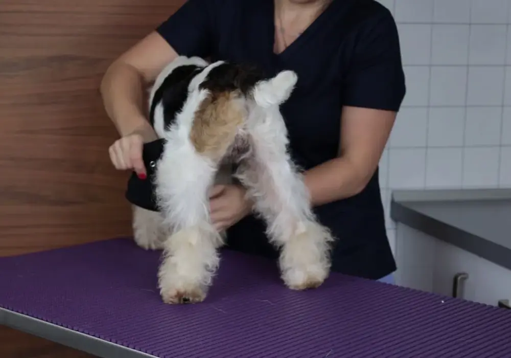 Jak uszyć majtki dla psa, aby zapewnić mu komfort i wygodę