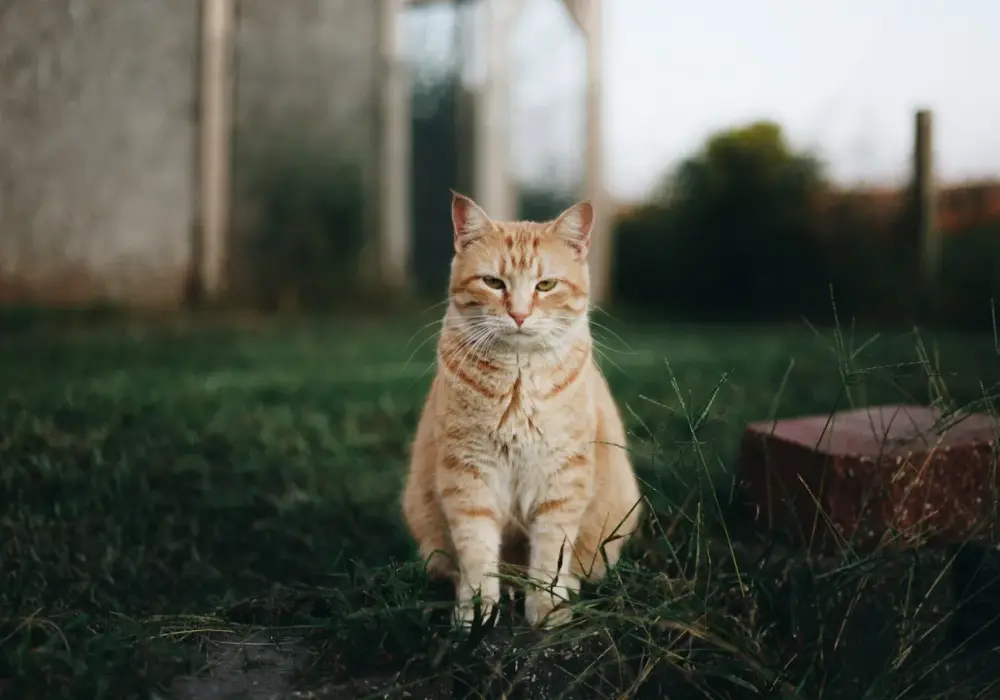 Jakie szczepienia dla psa są niezbędne dla zdrowia Twojego pupila?