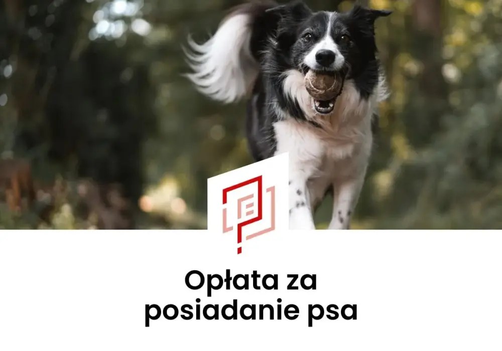 Podatek od psa - kto płaci i ile wynosi opłata?