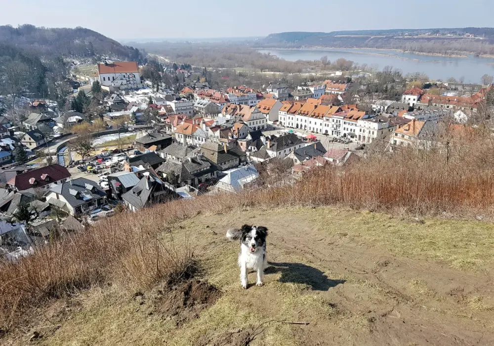 Kazimierz Dolny z psem - Jak zaplanować idealny spacer?