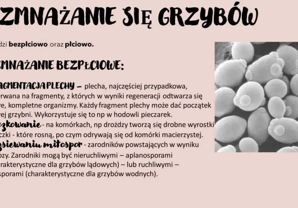 Grzyby na biologii rozszerzonej - Jak uniknąć najczęstszych błędów?