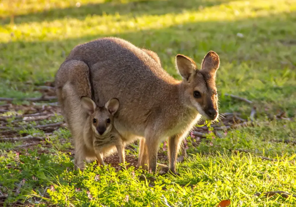 Jak rodzą się kangury? Niezwykły proces narodzin krok po kroku
