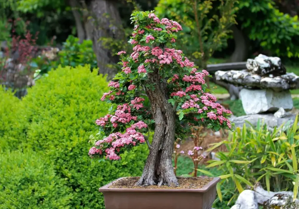 Jakie drzewko na bonsai do ogrodu? Najlepsze gatunki i pielęgnacja.