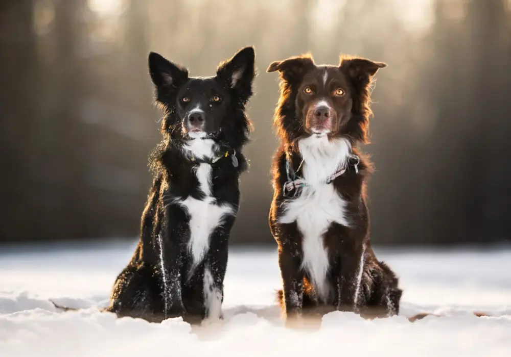 Owczarek australijski vs Border Collie: Którego wybrać?