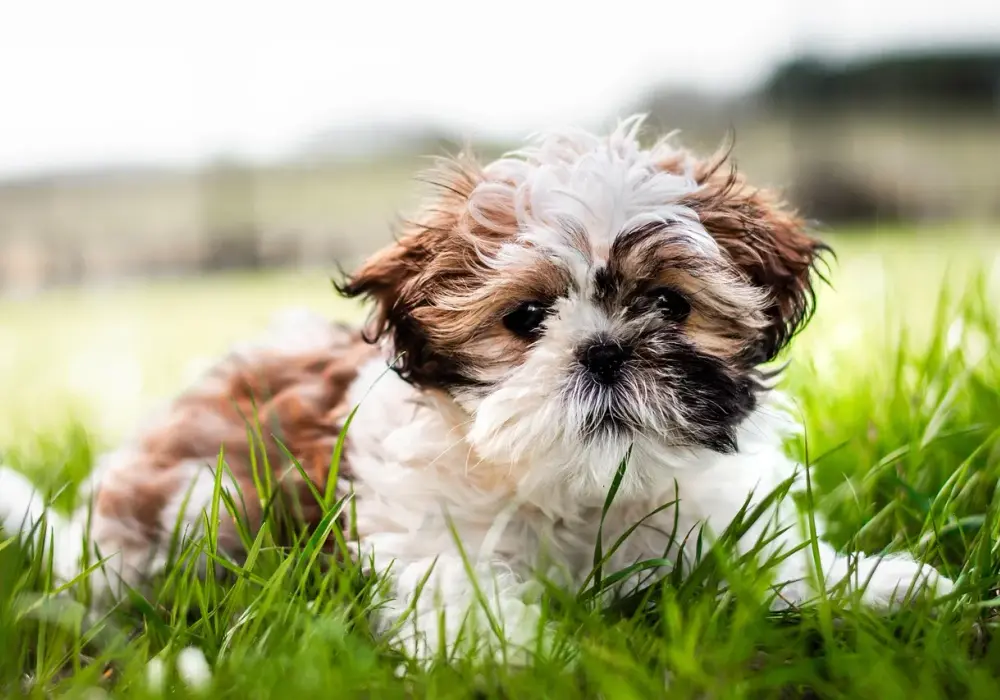Shorkie: Przewodnik po hybrydzie Yorka i Shih Tzu charakter, pielęgnacja, cena
