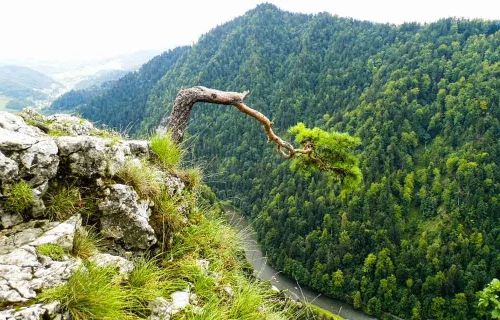 Jak zdobyć Sokolicę bez zadyszki? Najlepszy szlak dla każdego!