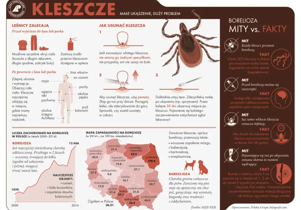 Badanie kleszcza: Kiedy ma sens, a kiedy to zbędny koszt?