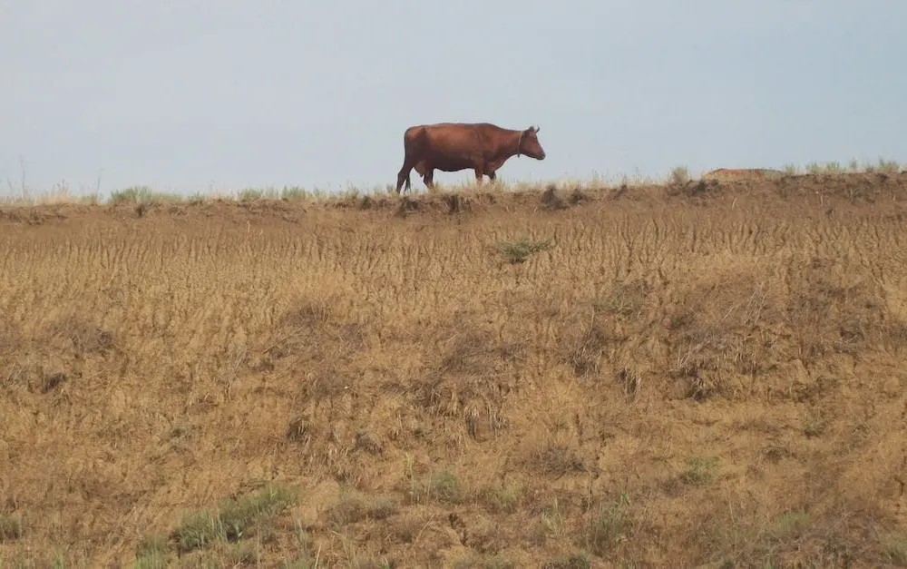 Jakie są koszty prowadzenia spółki z ograniczoną odpowiedzialnością zajmującej się prowadzeniem zoo?