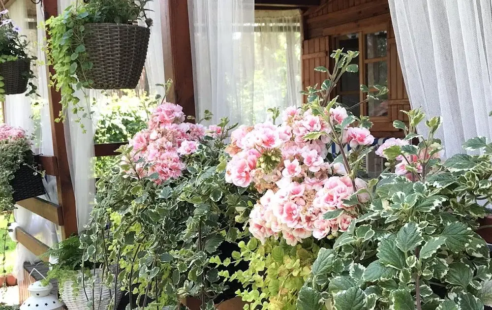Jakie rośliny na balkon północny – najlepsze gatunki do cienia