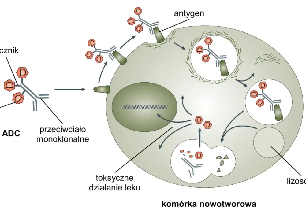 Biologia rozszerzona - Jak łączyć fakty i unikać typowych błędów?