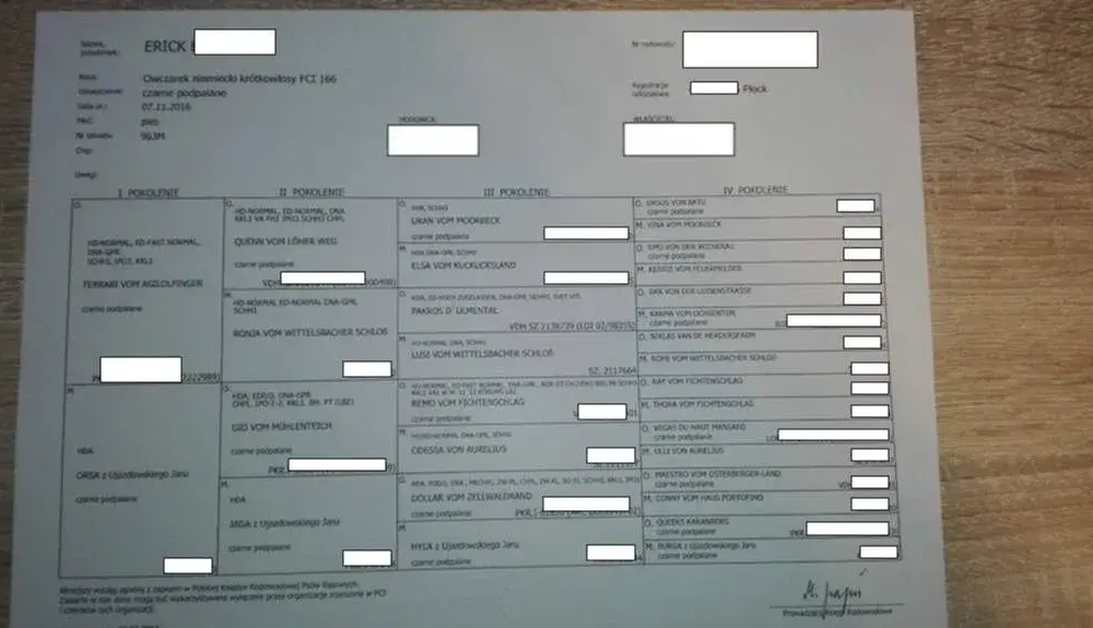 Jak uzyskać rodowód dla psa - proste kroki i ważne informacje