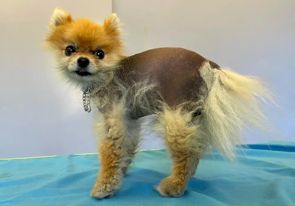 Pomeranian łysieje? Alopecia X: Kompleksowy przewodnik dla właścicieli