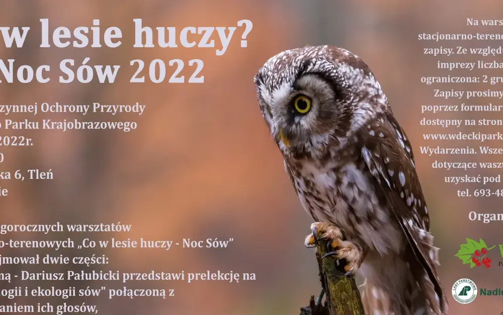 Zimowanie sów w Polsce: fakty, gdzie szukać i jak obserwować