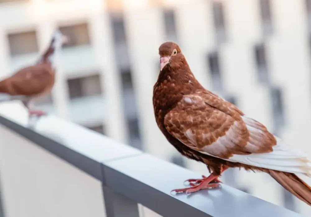 Skuteczne sposoby na gołębie na balkon – pozbądź się ich raz na zawsze