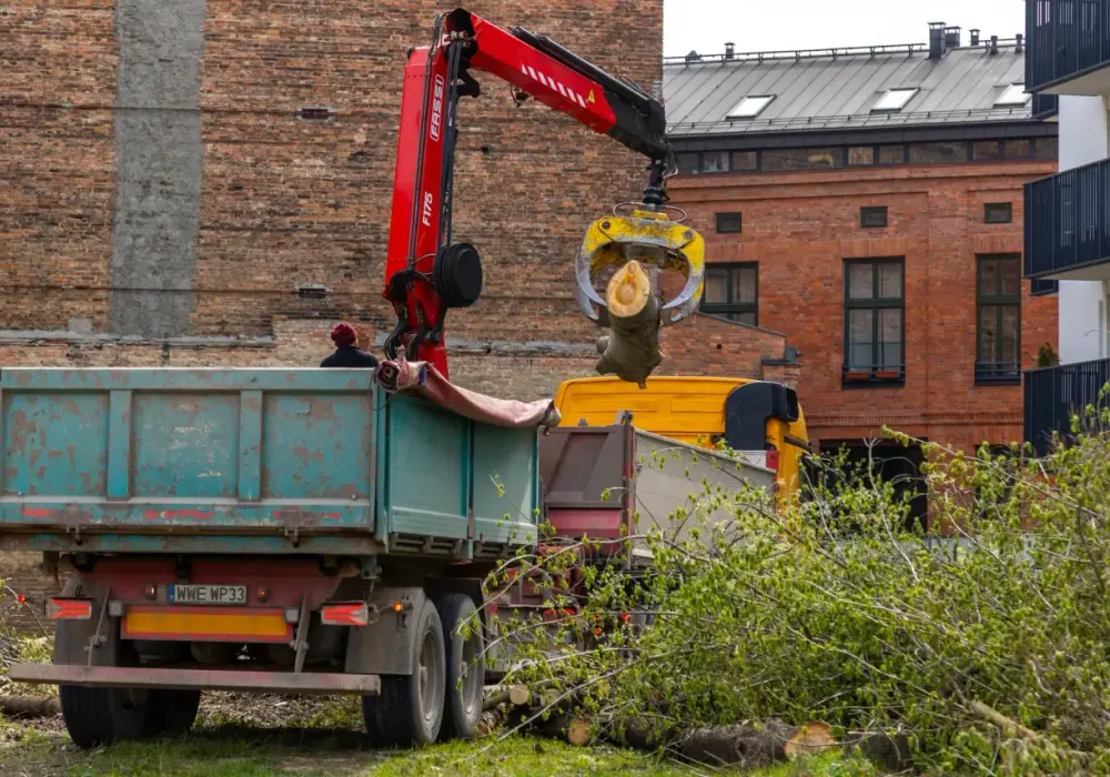 Ile kosztuje wycięcie drzewa na prywatnej posesji? - Aktualny cennik