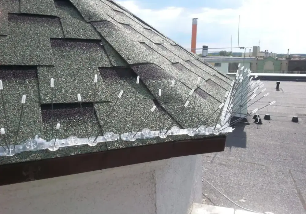 Skuteczne metody na odstraszenie gołębi z dachu - uniknij zniszczeń