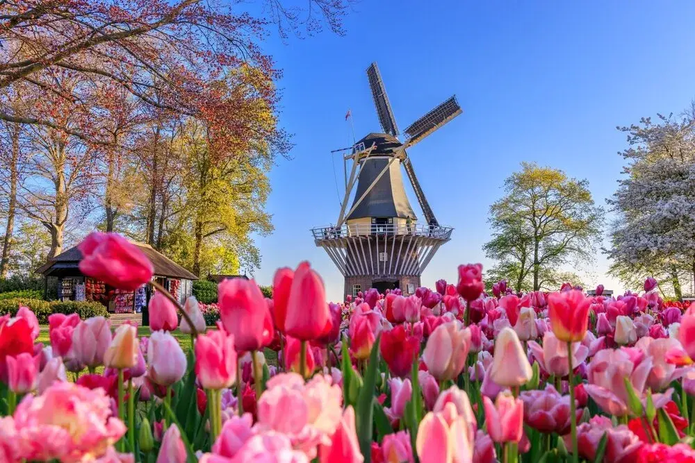 Keukenhof kiedy najlepiej jechać, aby zobaczyć tulipany w pełni rozkwitu
