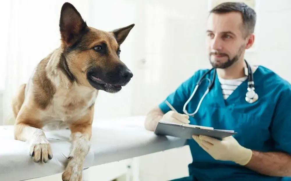 Odrobaczanie psa jak często? Kluczowe informacje dla zdrowia pupila