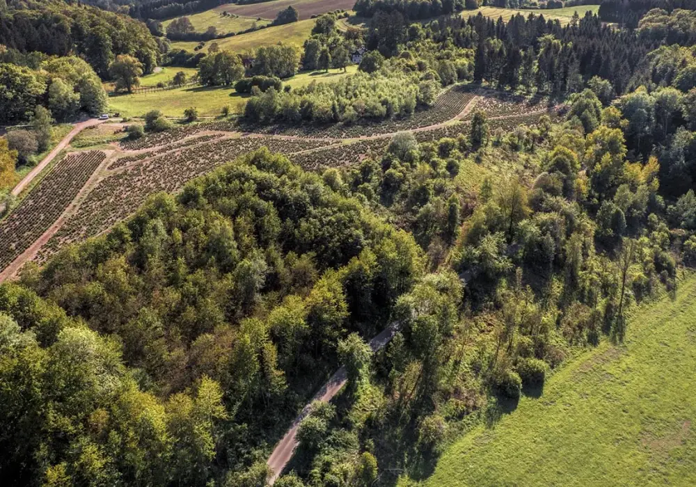 Działka leśna w budowlaną - Poradnik. Koszty i ryzyka