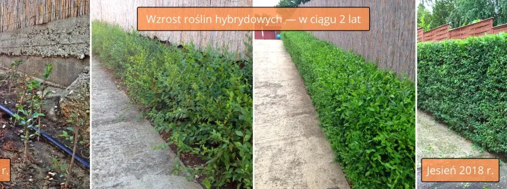 Jaką odległość zachować przy sadzeniu ligustra od płotu?