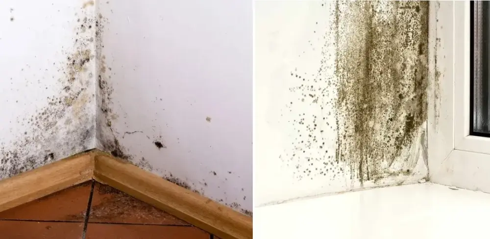 Jak napisać pismo do spółdzielni mieszkaniowej w sprawie grzyba skutecznie?
