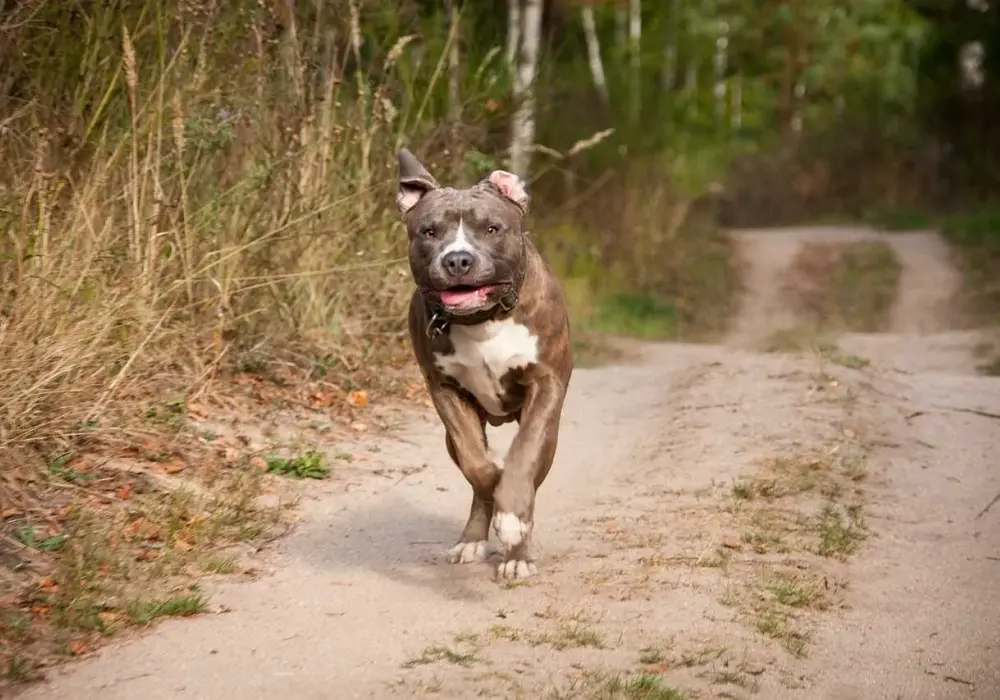 Ile żyje amstaff? Poznaj sekrety długowieczności psa