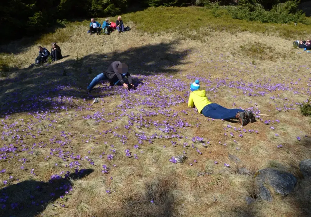 Kiedy kwitną krokusy w Dolinie Chochołowskiej? Magiczny czas w Tatrach