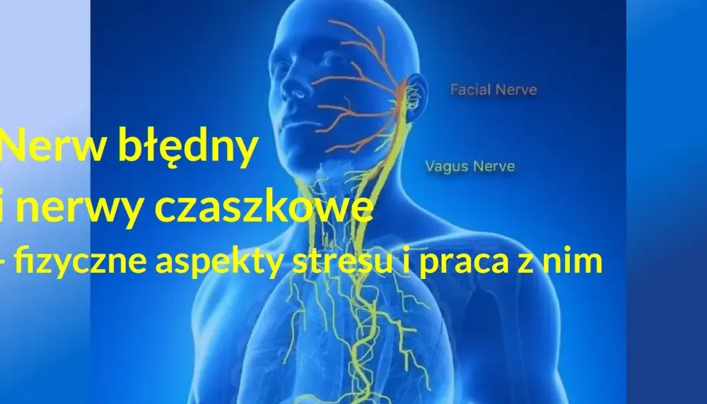Nerw błędny - anatomia, objawy i leczenie. Czy to tylko stres?