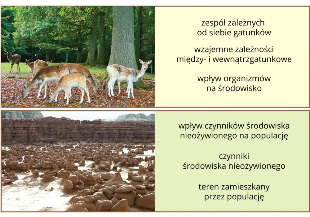Co to jest konkurencja w biologii i jak wpływa na ekosystemy