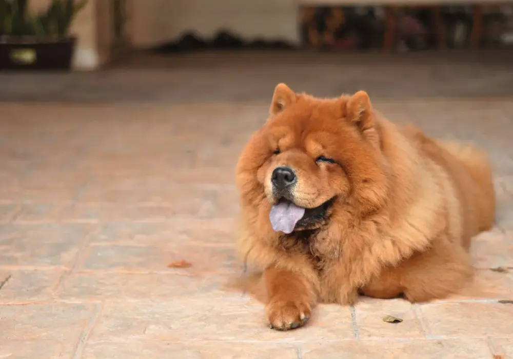 Chow Chow: sierść czy włosy? Poznaj prawdę i sekrety pielęgnacji