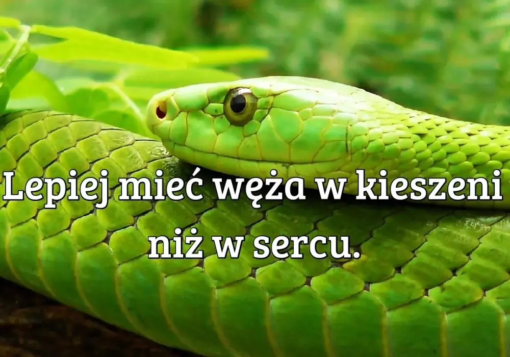 Mieć węża w kieszeni - Co to znaczy? Odróżnij skąpstwo!