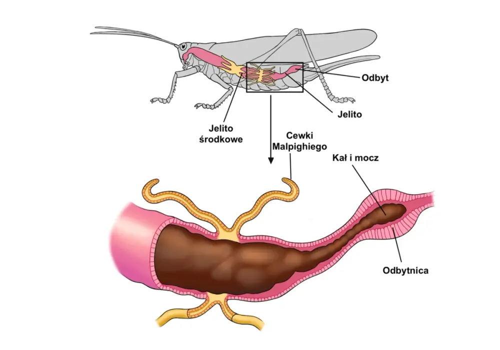 Stawonogi - jak zrozumieć ich budowę na biologię rozszerzoną?