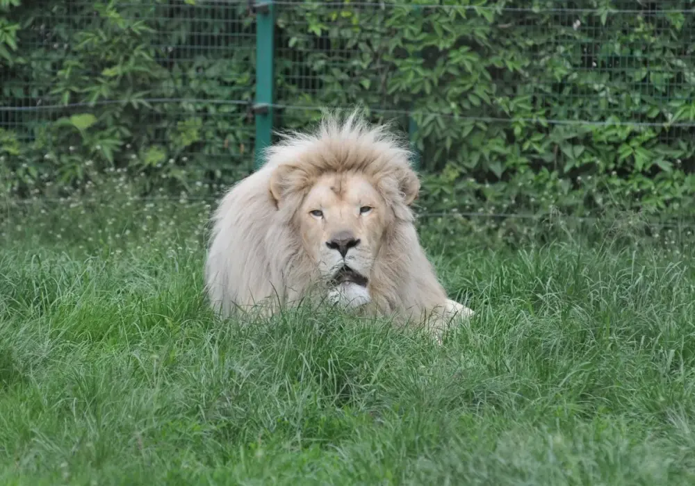 Zoo Safari Świerkocin - Dlaczego zamknięte? Prawda i plan B