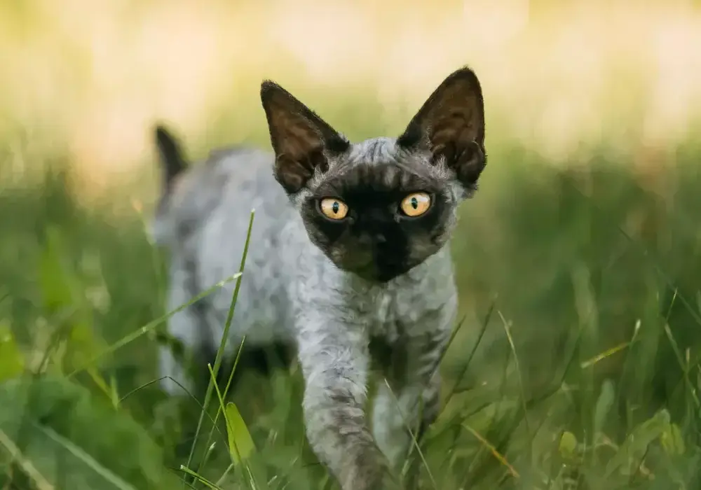 Czarny Devon Rex: unikalne cechy, pielęgnacja i adopcja kota