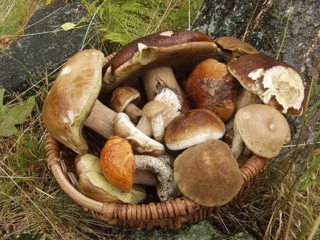 Gdzie na grzyby z noclegiem? Odkryj najlepsze miejsca w Pomorzu
