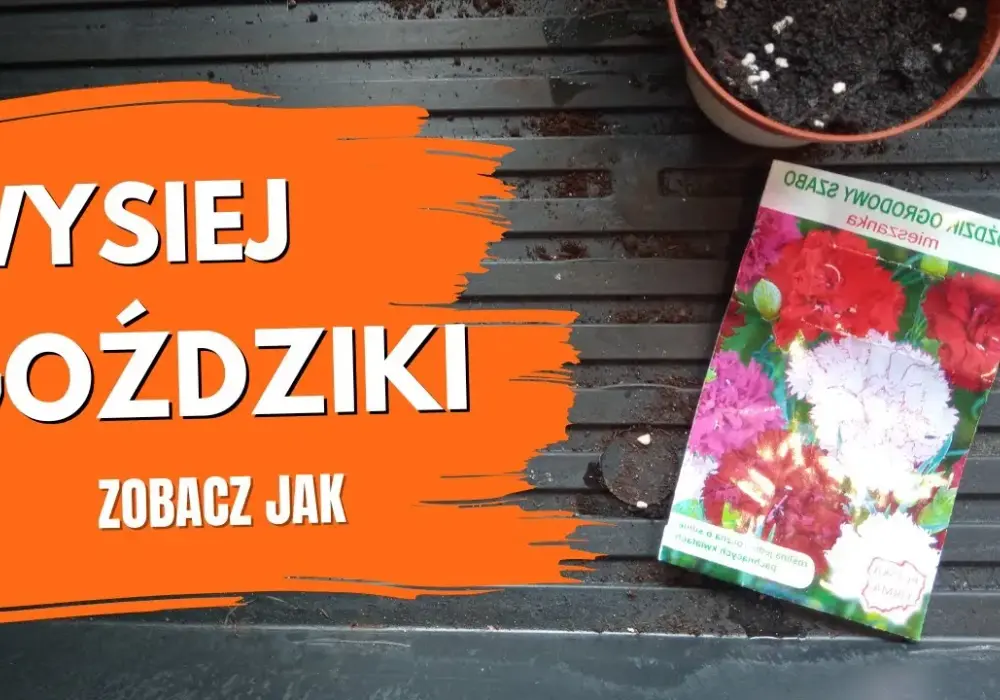 Jak rosną goździki przyprawa - sekrety ich uprawy i zbioru