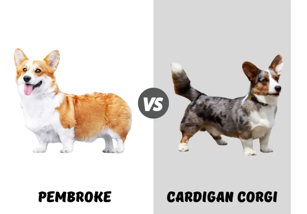 Corgi Pembroke vs Cardigan: Ogon to nie wszystko! Jak je odróżnić?