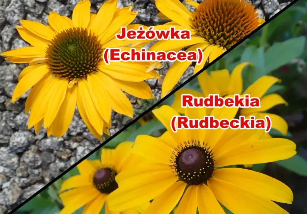 Czym jest utwór? - Poznaj budowę, rodzaje i najważniejsze różnice