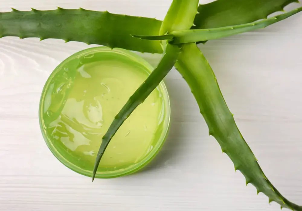 Aloes na oarzenia - Czy zawsze pomaga? Sprawdź!