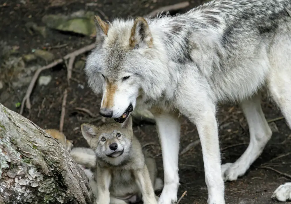 Człowiek człowiekowi wilkiem - natura czy ważne ostrzeżenie?