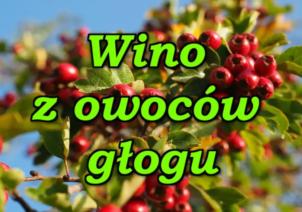 Jak zrobić wino z głogu - prosty przepis na domowe wino