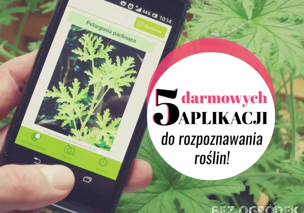 Darmowa aplikacja do rozpoznawania roślin po polsku - co wybrać?