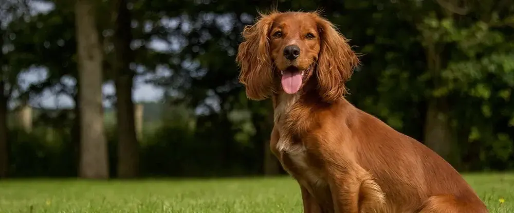Cocker spaniel włosy czy sierść - poznaj różnice i pielęgnację