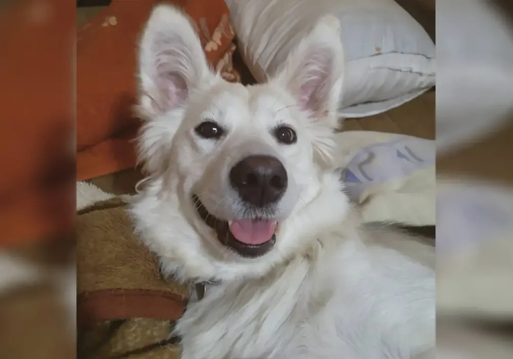 Huskador: Czy ten mieszaniec Husky i Labradora jest dla Ciebie?